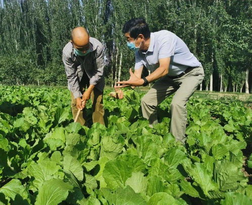 駐村干部引領鄉村振興 新疆村莊的富民與環保雙贏之路
